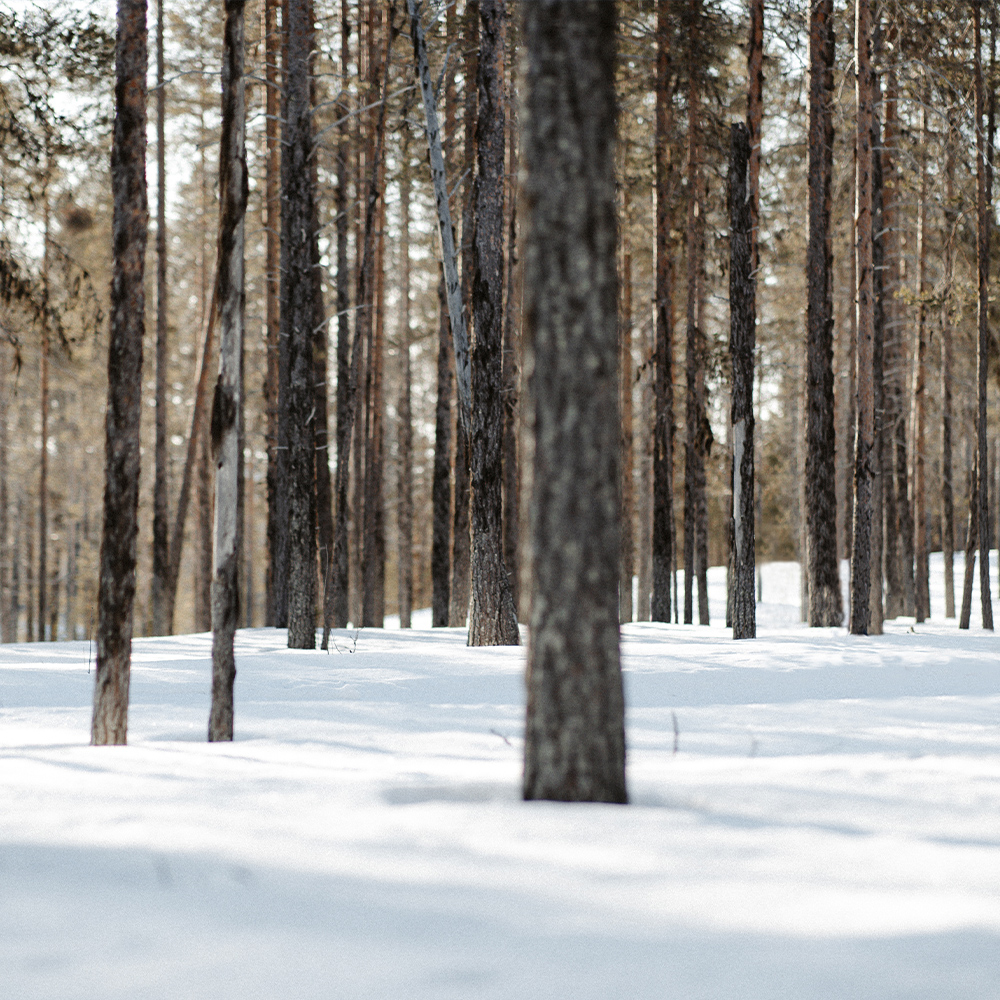 A snowy forest with trees.