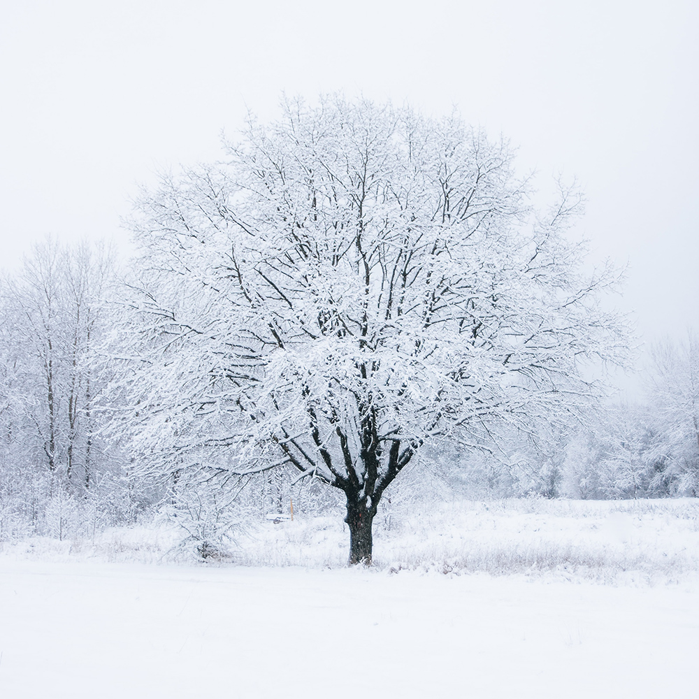 A tree covered in snow.